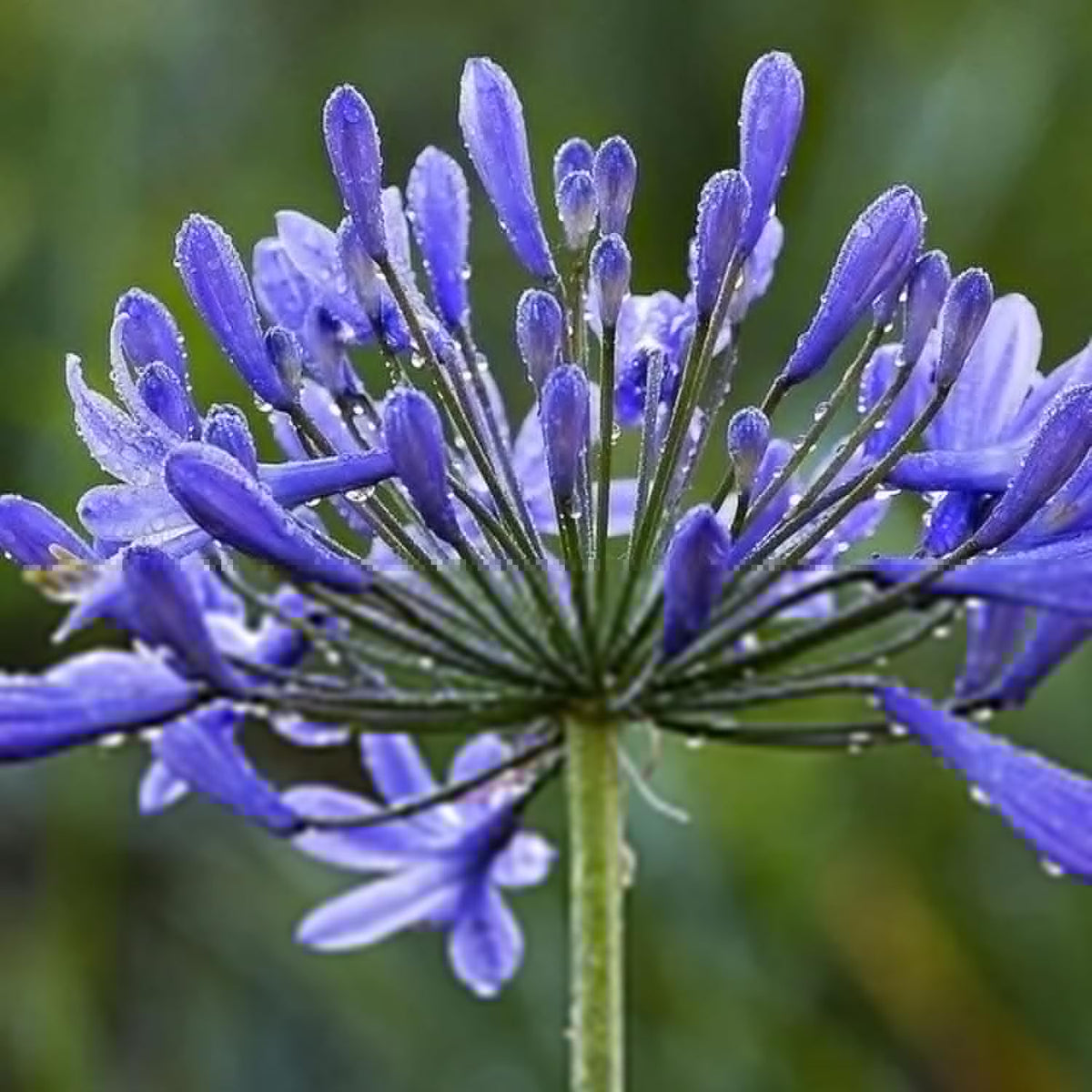 20 Seeds Blue African Lily T684070