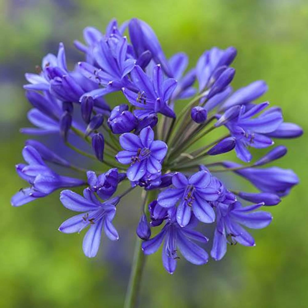 20 Seeds Blue African Lily T684070