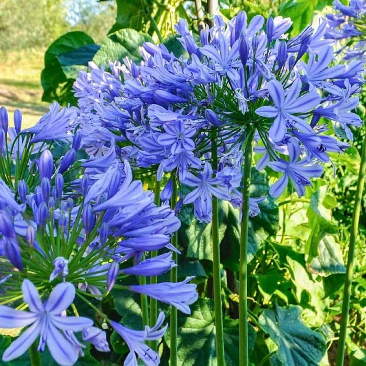 20 Seeds Blue African Lily T684070