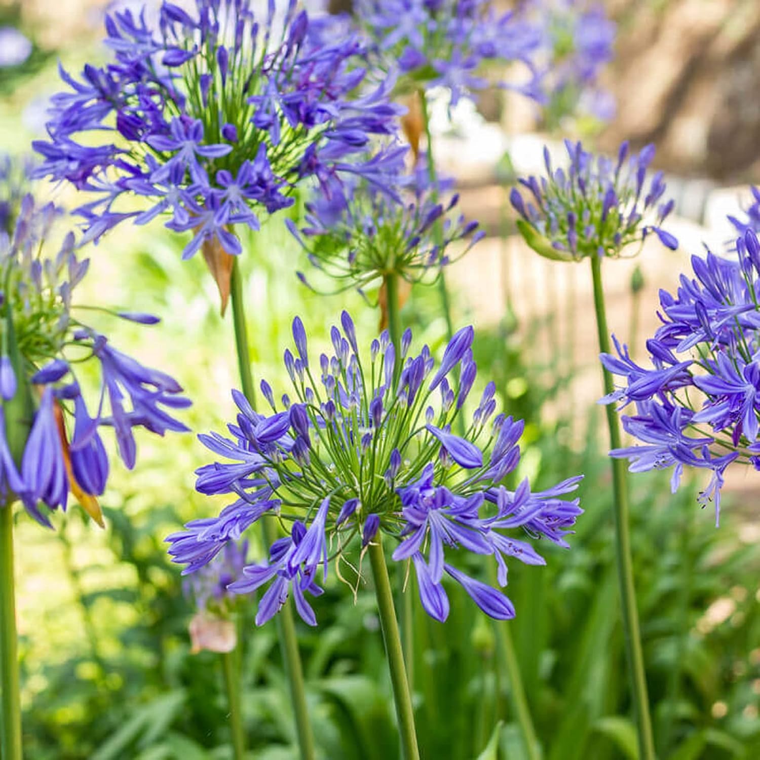 20 Seeds Blue African Lily T684070