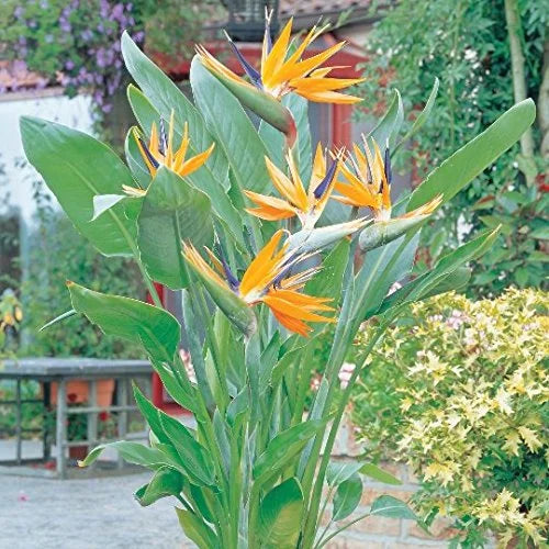 Bird of Paradise 1 Plants 1 Gal Pot K60534
