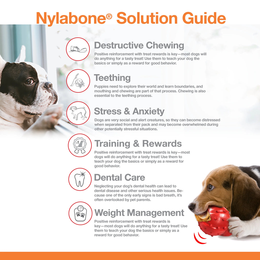 Flavored Durable Chew Toy for Dogs Large/Giant (1 Count) Y236