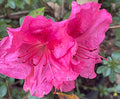 Autumn Encore Azalea I10774