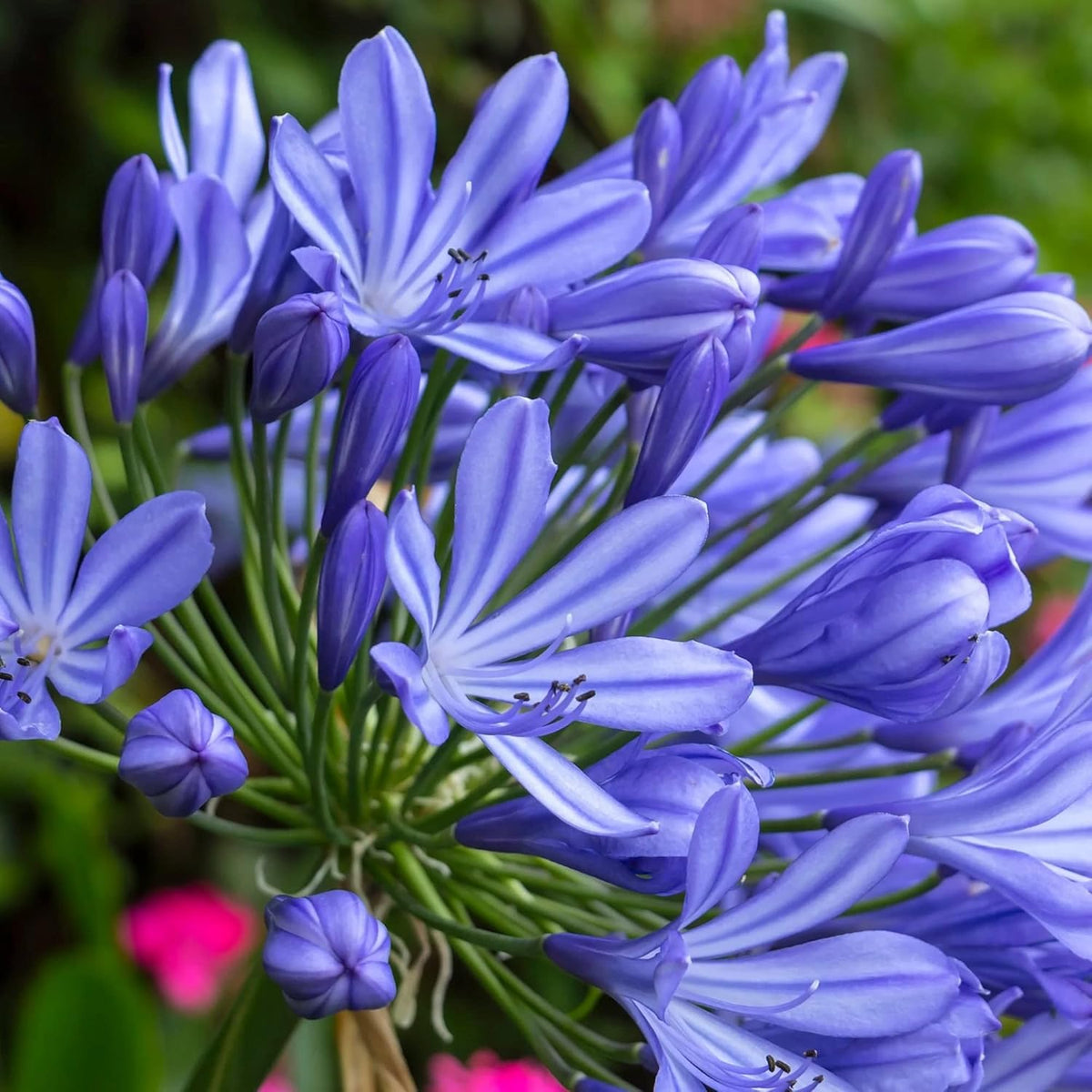 20 Seeds Blue African Lily T684070
