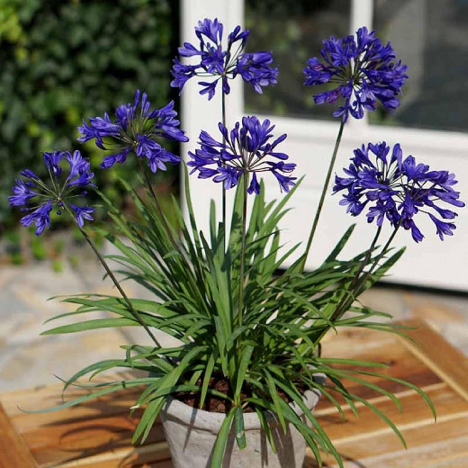 20 Seeds Blue African Lily T684070